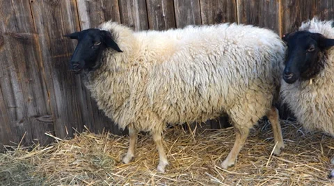 Sheep Stock Footage 33899492