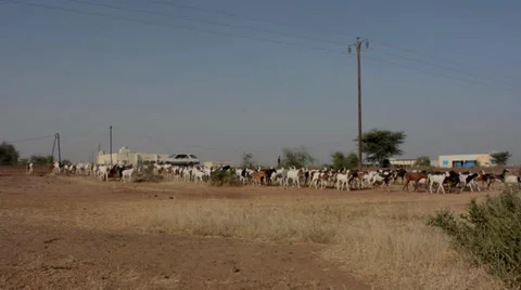 Sheep Stock Footage 36558673