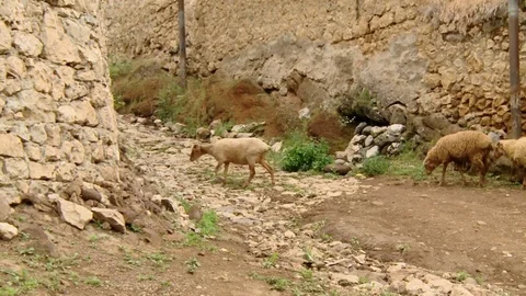 Sheep 動画素材 73291295