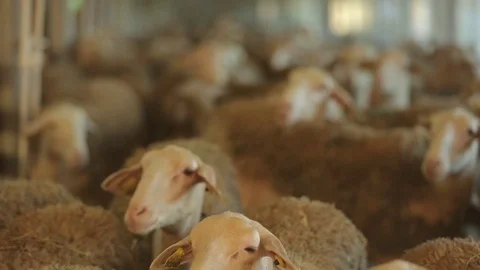 Sheep Stock Footage 74407323