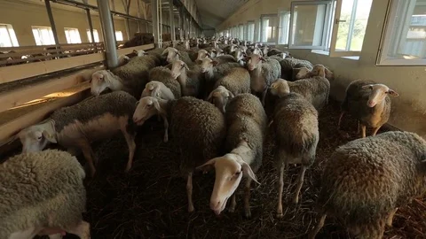 Sheep Stock Footage 74407736