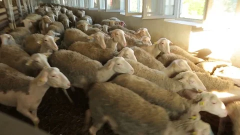 Sheep Stock Footage 74407760