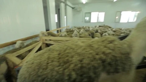 Sheep Stock Footage 74407780