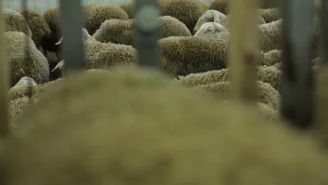 Sheep Stock Footage 74407843