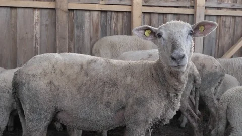 Sheep Stock Footage 76684405