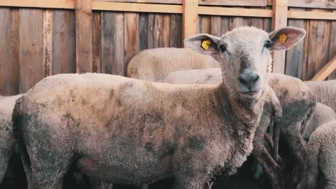 Sheep Stock Footage 76684831