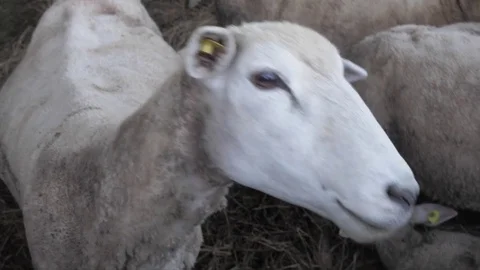 Sheep Stock Footage 76891856