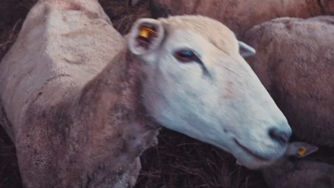 Sheep Stock Footage 76891865