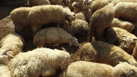 Sheep Stock Footage 80011399