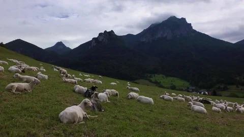 Sheep 스톡 동영상 82636964