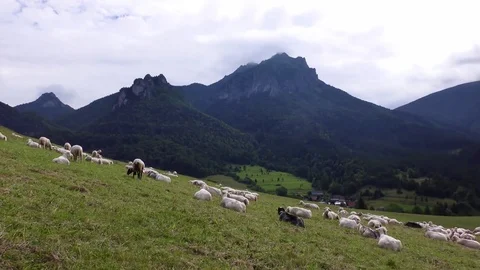 Sheep Stock Footage 82639534