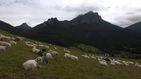 Sheep 스톡 동영상 82639588