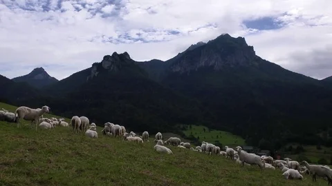 Sheep 스톡 동영상 82639616