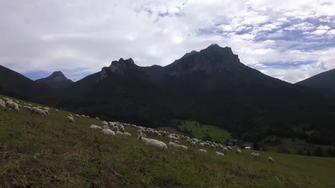 Sheep Stock Footage 82639625