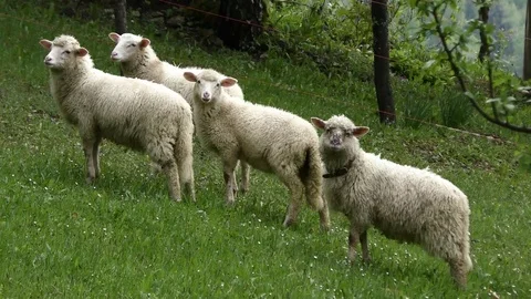 Sheep Stock Footage 82711574