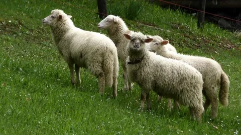 Sheep Stock-Footage 82711586