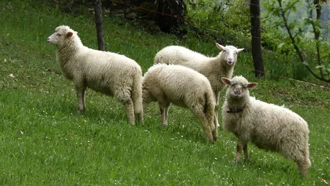 Sheep 動画素材 82711591