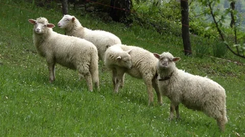 Sheep Stock Footage 82711612