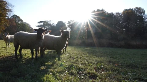 Sheep Stock Footage 100329696