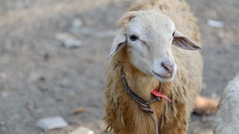 Sheep Stock Footage 106202889