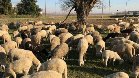 SHEEP 動画素材 107859823
