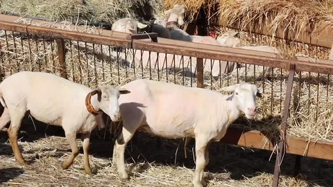 Sheep Stock Footage 108273414