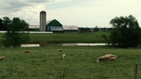 Sheep Stock Footage 108554321