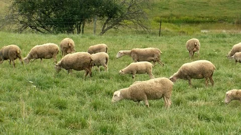 Sheep Stock Footage 108554336