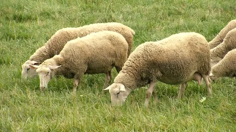 Sheep Stock Footage 108554339