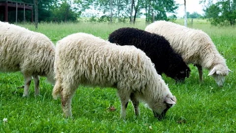 Sheep Stock Footage 111282882