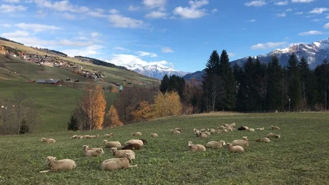 Sheep Video stock 112445081