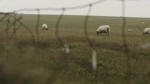 Sheep Stock Footage 120018098