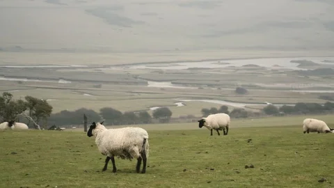 Sheep Stock Footage 120018099