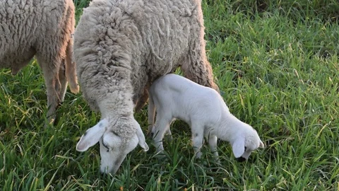 Sheep 库存影片 123957594