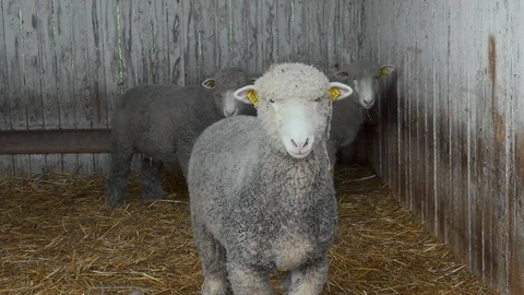 Sheep. Stock Footage 124006214