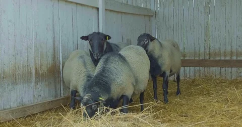 Sheep. Stock Footage 124015572