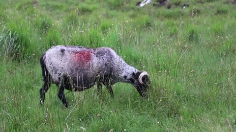 Sheep Stock Footage 130258669