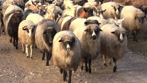 Sheep Stock Footage 145064554
