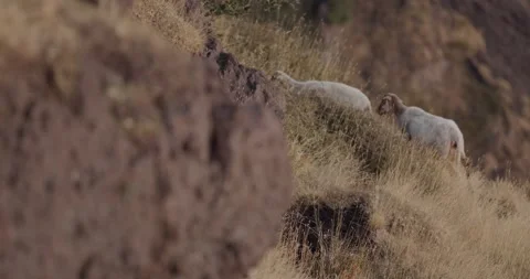 Sheep Stock Footage 149935497