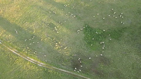 Sheep Stock Footage 166406506