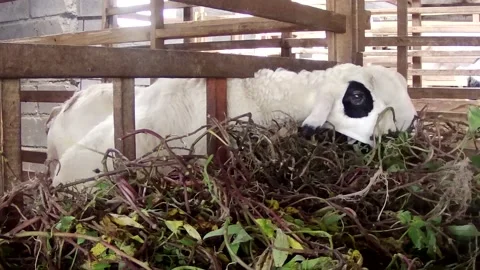 Sheep Stock Footage 167798457