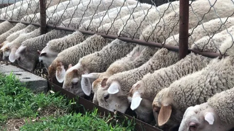 Sheep Stock Footage 168604405