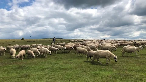 Sheep Stock Footage 169104132
