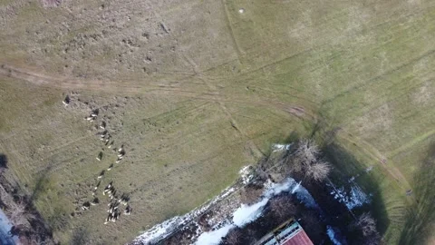 Sheep Video stock 169710243