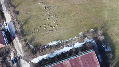 Sheep Video stock 169710340