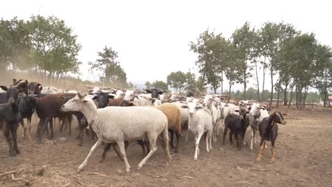 Sheep Video stock 202631809
