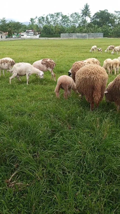 Sheep Video stock 220337438
