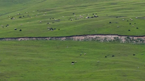 Sheep Stock Footage 232299163