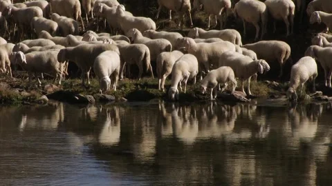 Sheep Stock Footage 240501604
