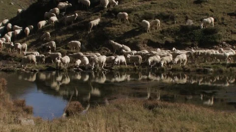 Sheep Stock Footage 240501605